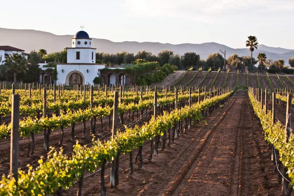 Nota sobre Prerpara un viaje familiar a Valle de Guadalupe, Baja California