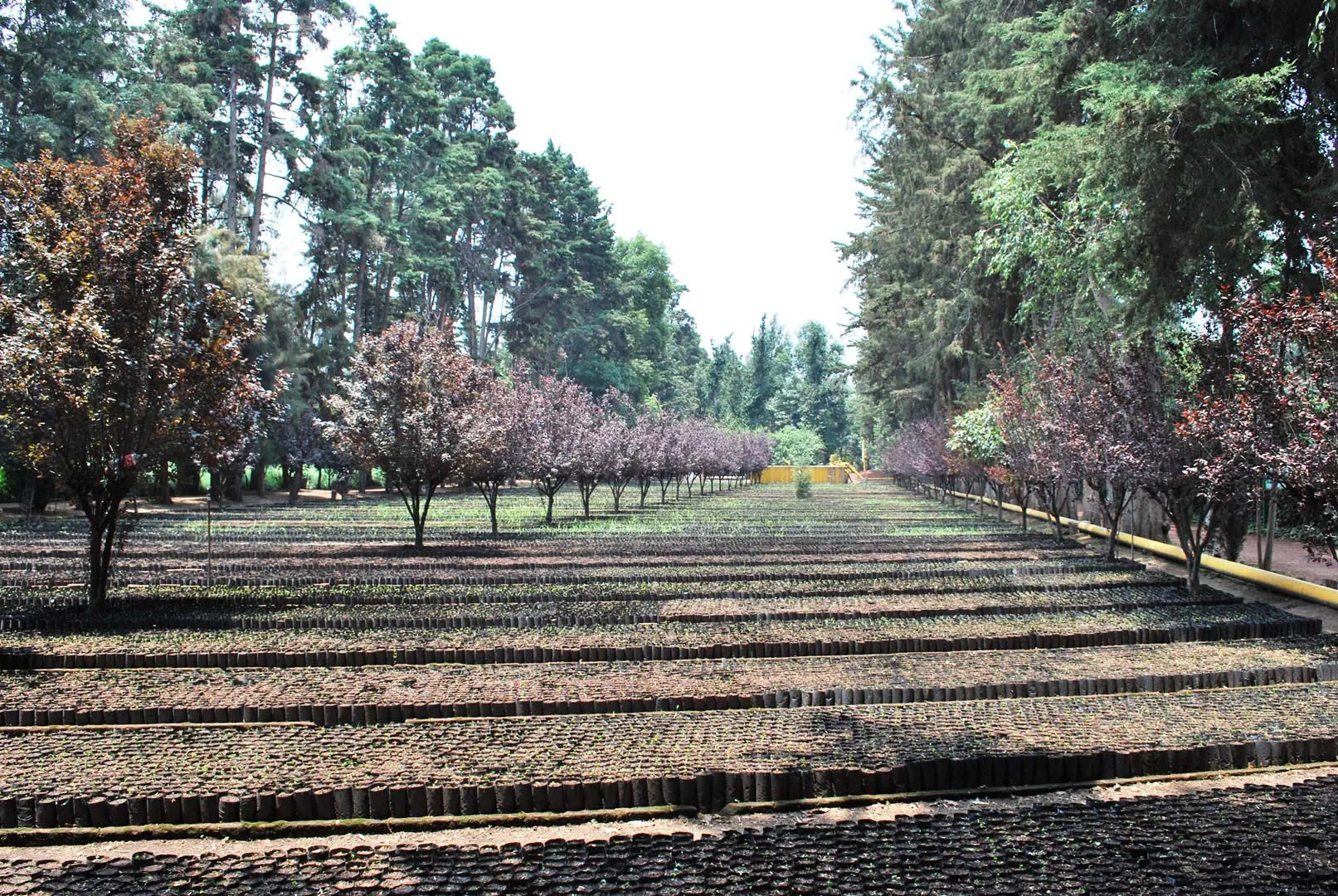 Nota sobre Purifica tus pulmones en los Viveros de Coyoacán