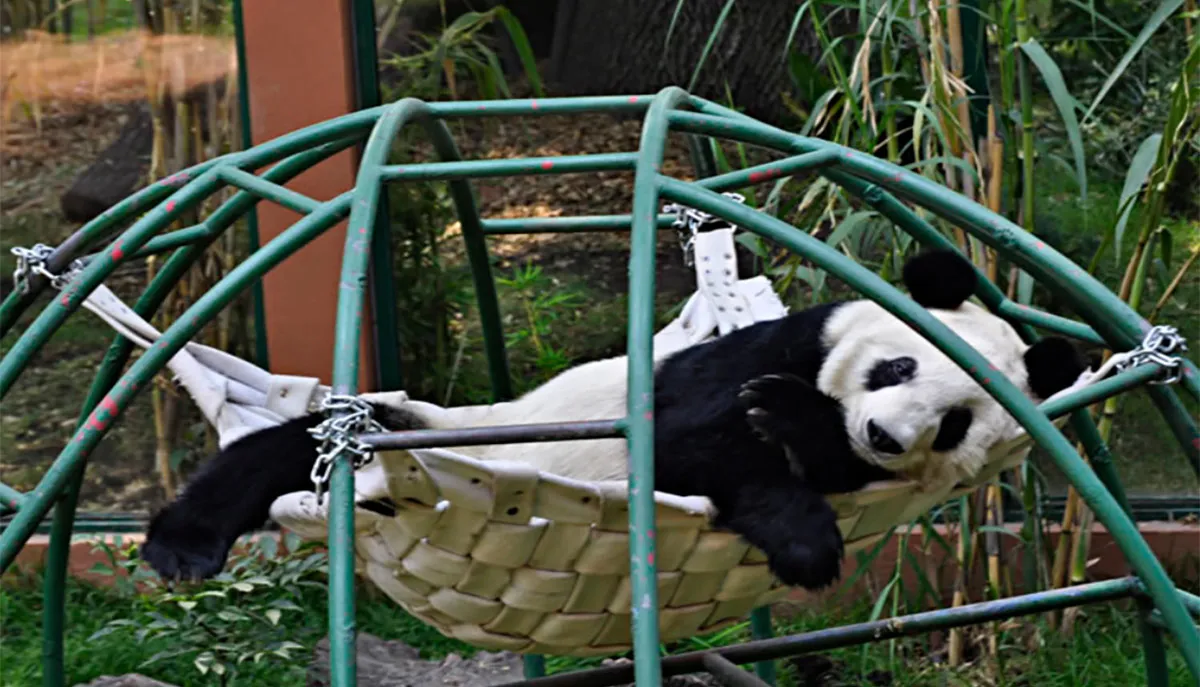 Nota sobre Pasea en domingo por el Zoológico de Chapultepec