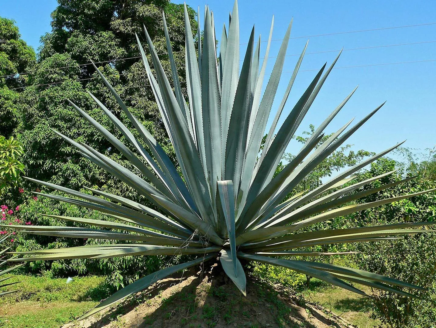 Nota sobre Contempla la naturaleza de Oaxtepec