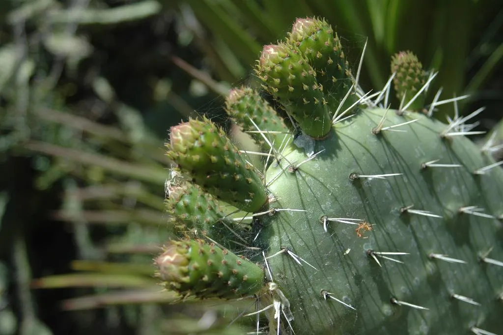 Nota sobre Disfruta un fin de semana en el Parque Beraka en Xochitepec, Morelos