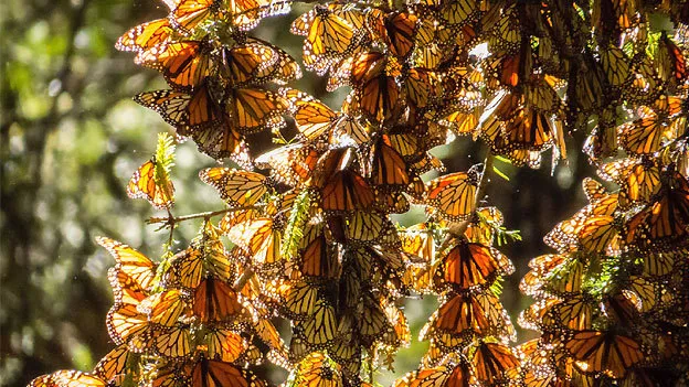 Nota sobre Mariposa Monarca, Michoacán