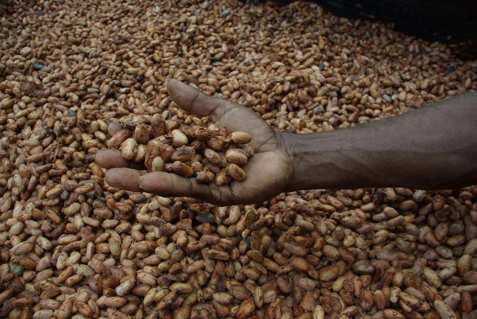 Nota sobre Deléitate con una aromática y hermosa aventura por la Ruta del Cacao