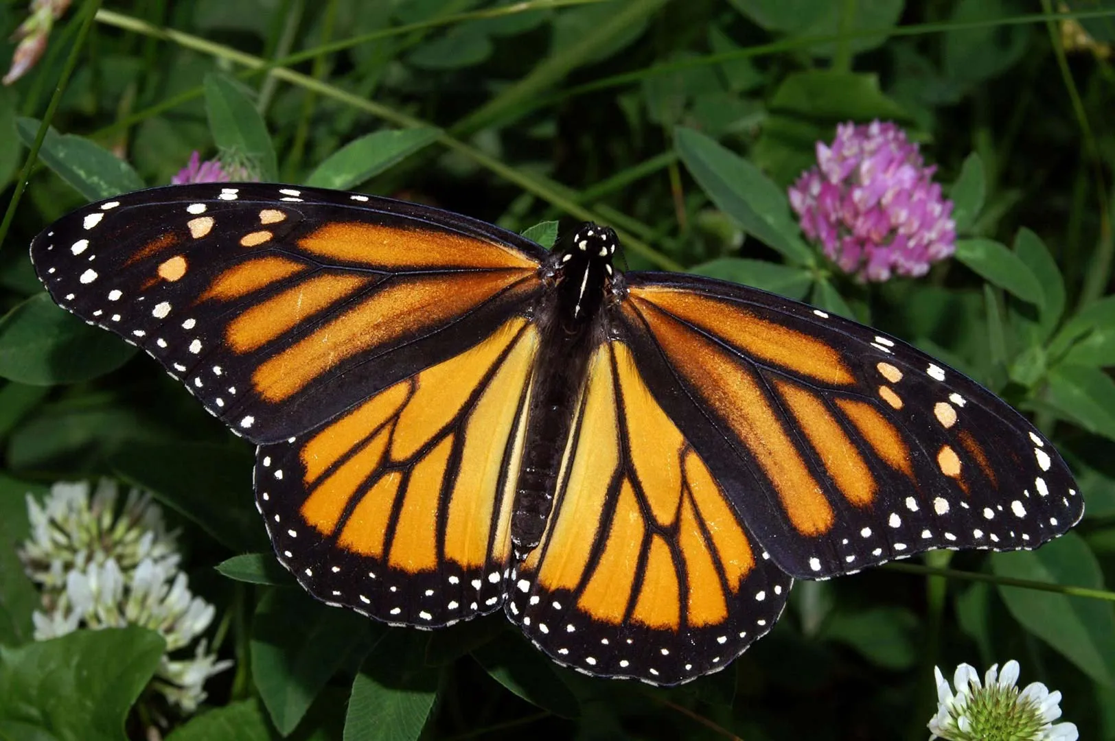 Nota sobre La mariposa monarca, una hermosa viajera de México a Norteamérica