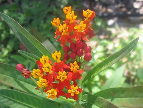 Nota sobre La mariposa monarca, una hermosa viajera de México a Norteamérica