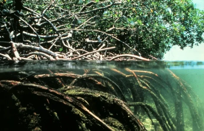 Nota sobre Aventúrate en los manglares Estero Palo Verde, Colima