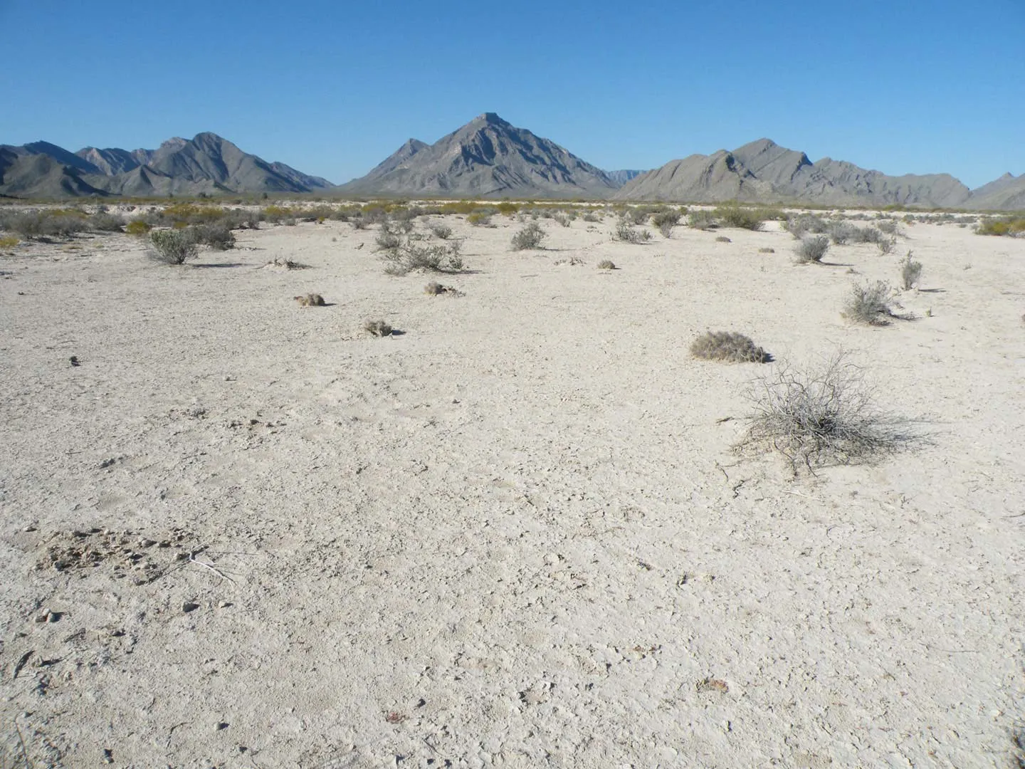 Nota sobre Viesca, Coahuila lugar lleno de historia