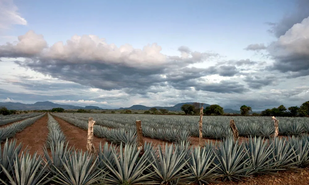 Nota sobre Tequila, nombre compartido por una bebida y un Pueblo Mágico