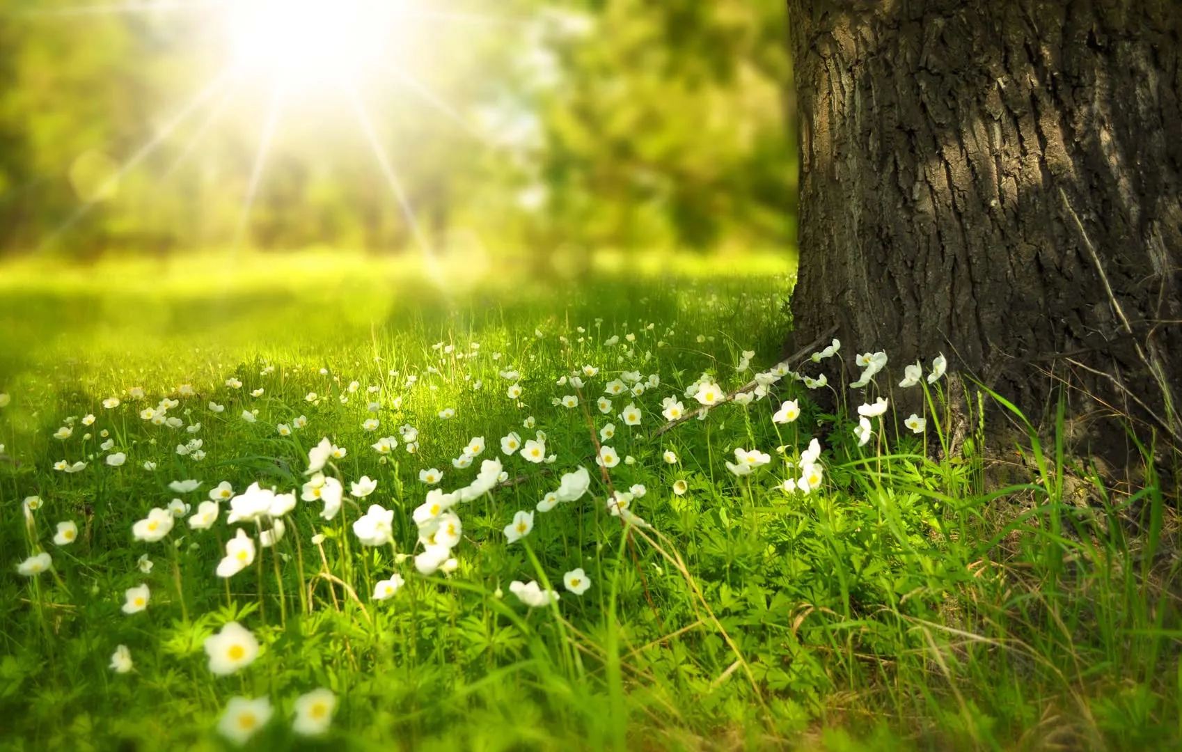 Nota sobre Aprendiendo sobre "conciencia ecológica"