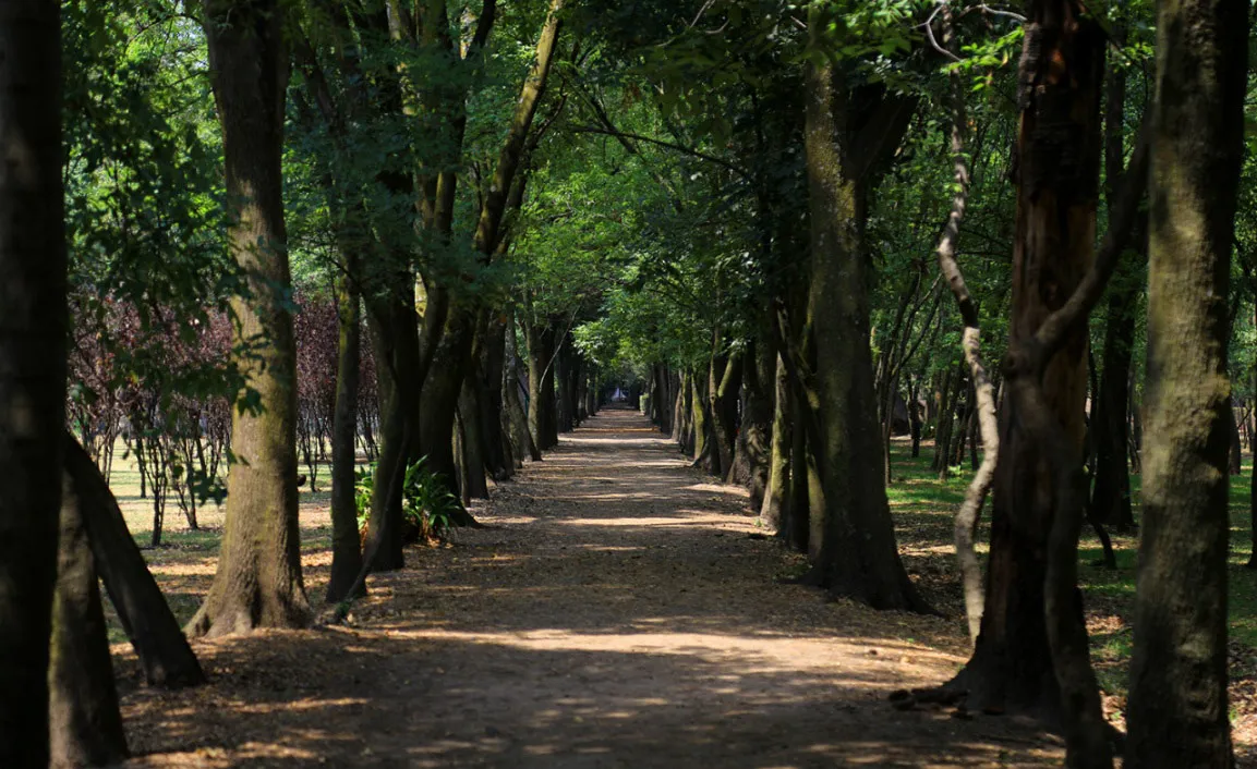 Nota sobre Disfrutando los Viveros de Coyoacán