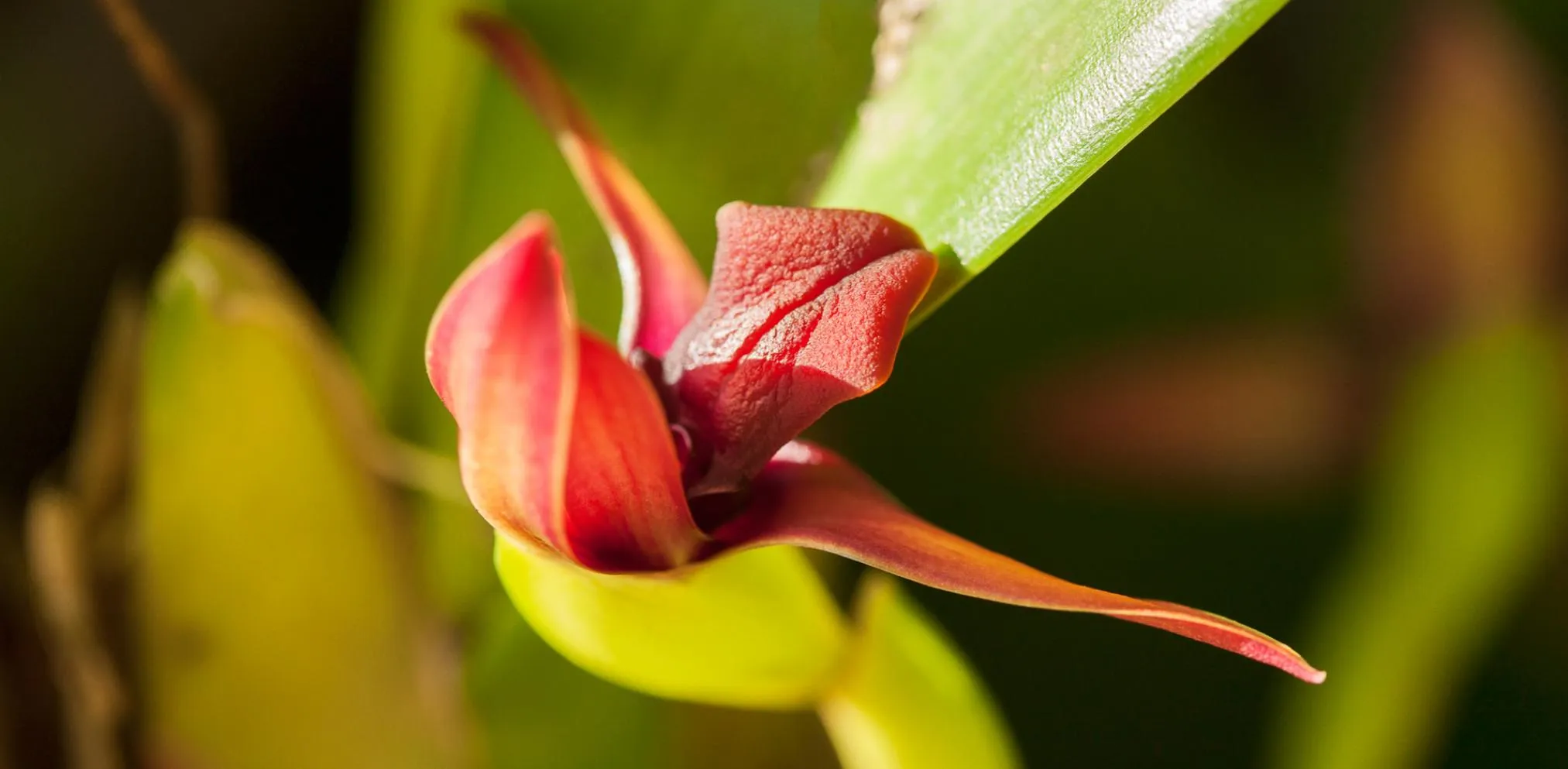 Nota sobre Jardín Botánico Xoxoctic, un lugar para los aficionados del ecoturismo