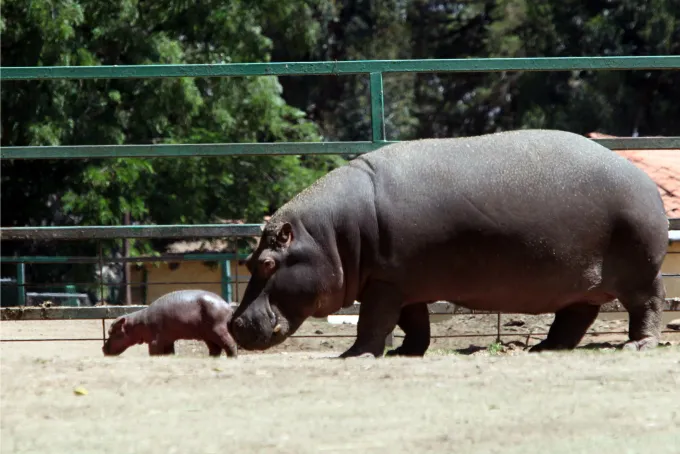 Nota sobre Diversión para los pequeños en el Zoológico de Zacango