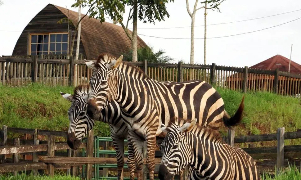 Nota sobre Zoológicos para diversión de los pequeños