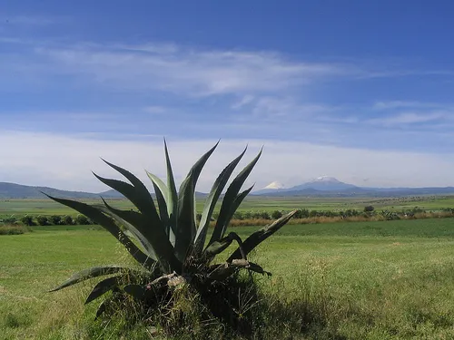 Nota sobre Recorriendo los Llanos de Apan