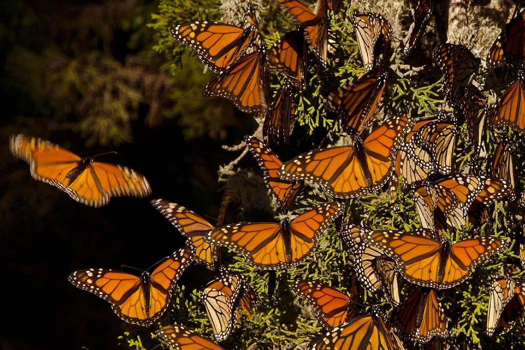 Nota sobre Avistar mariposas monarca en México