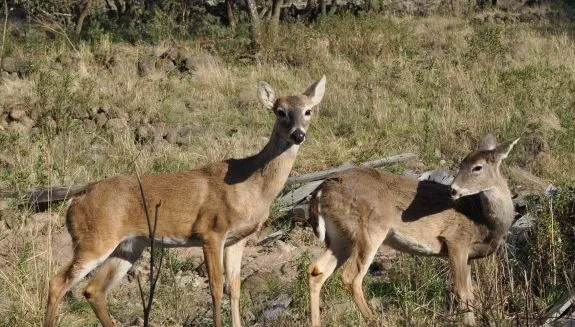 Nota sobre Diviértete en familia en el parque del pueblo en Ciudad Neza