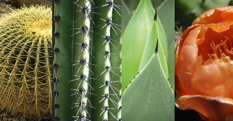 Nota sobre Barrancas del Cobre: belleza natural de Chihuahua