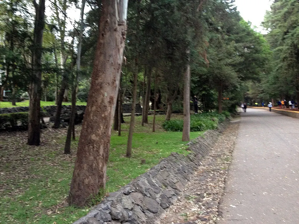 Nota sobre Visita con tu familia el Bosque de Tlalpan en la CDMX