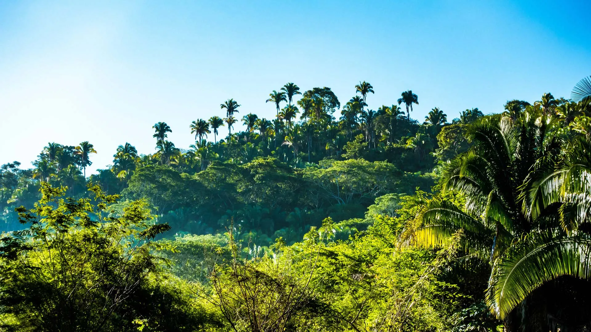 Nota sobre Aventúrate con tus amigos en los pantanos de Centla, Tabasco