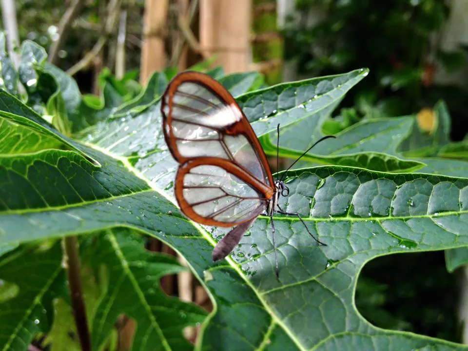 Nota sobre Mariposas en compañía de tu familia en Chapultepec