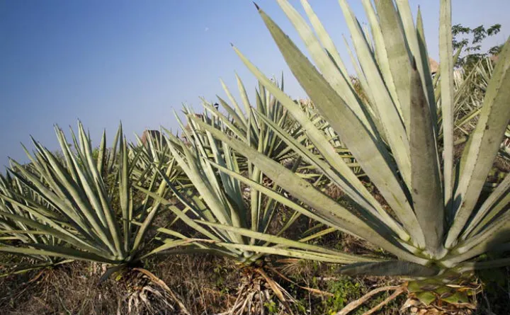 Nota sobre Conoce las haciendas azucareras de México