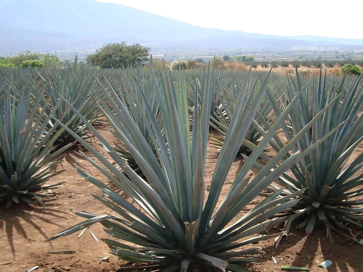 Nota sobre Recorre con tus amigos las haciendas tequileras de México