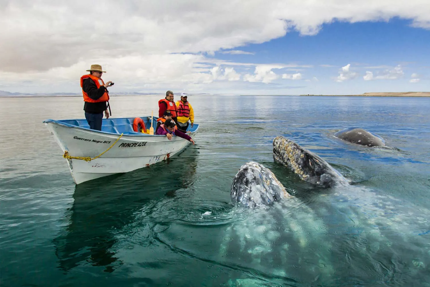 Nota sobre La belleza natural de Bahía Magdalena en Baja California Sur