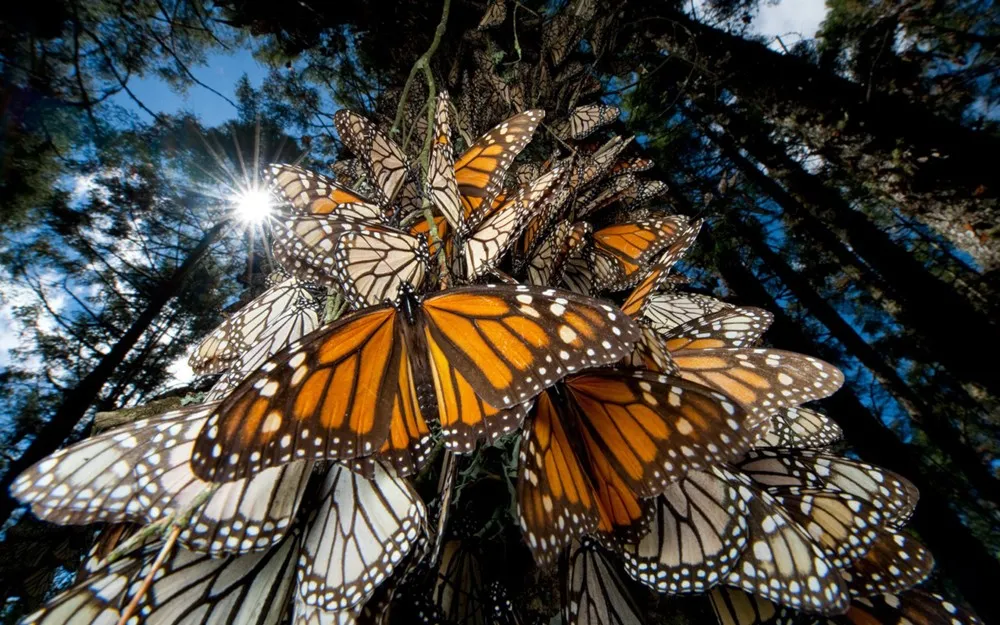 Nota sobre Migración de la mariposa monarca