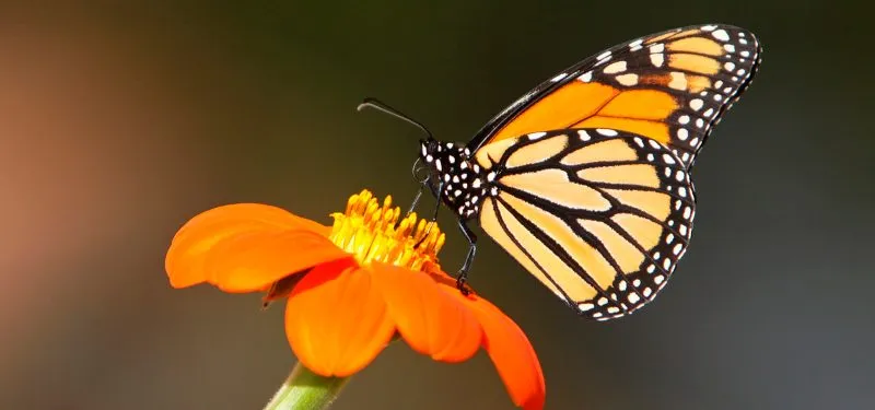 Nota sobre Santuarios de la mariposa monarca en México