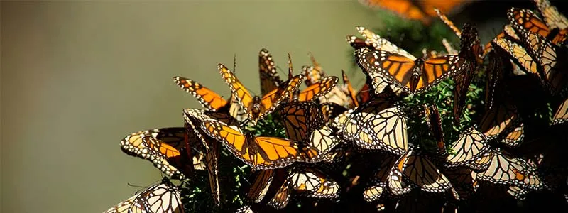 Nota sobre Bosques que se pintan de naranja en Michoacán