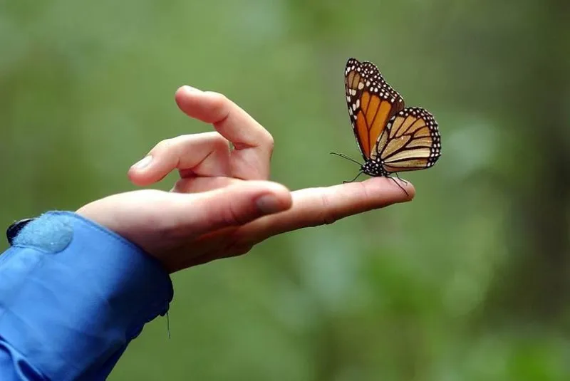 Nota sobre Bosques que se pintan de naranja en Michoacán