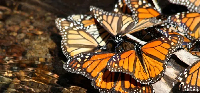 Nota sobre Santuario Sierra Chincua, Mariposa Monarca