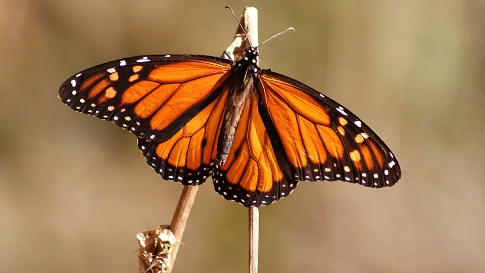 Nota sobre Santuario Sierra Chincua, Mariposa Monarca