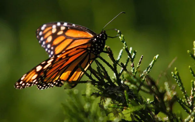 Nota sobre Santuario Sierra Chincua, Mariposa Monarca