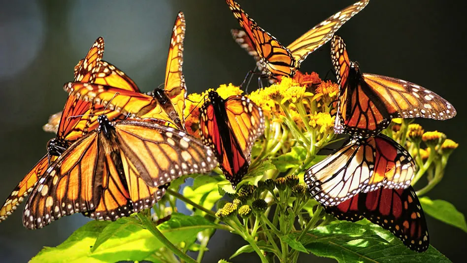 Nota sobre Santuario Piedra Herrada, Mariposa Monarca