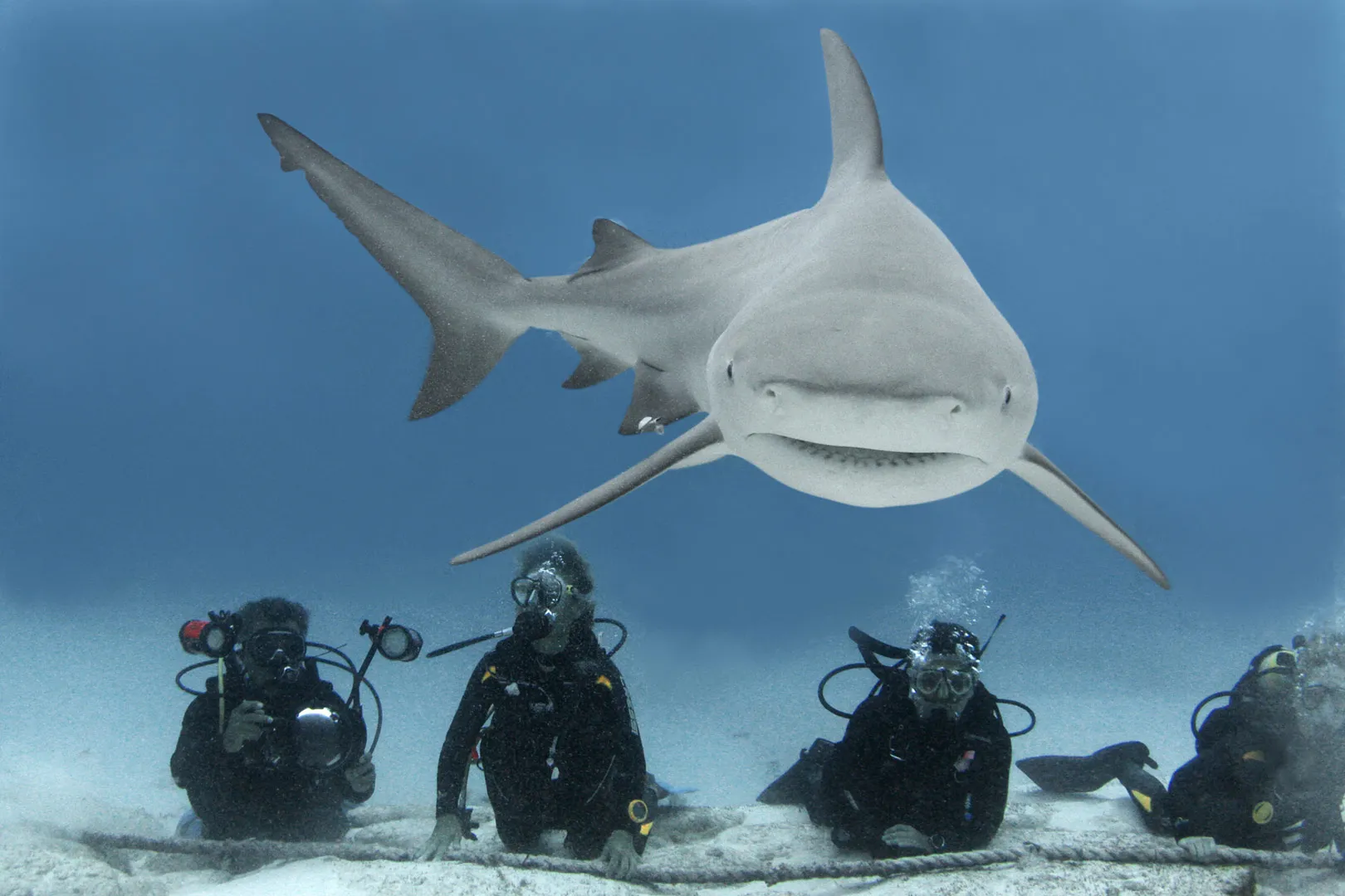 Nota sobre Buceo extremo con el Tiburón Toro en Playa del Carmen Quintana Roo