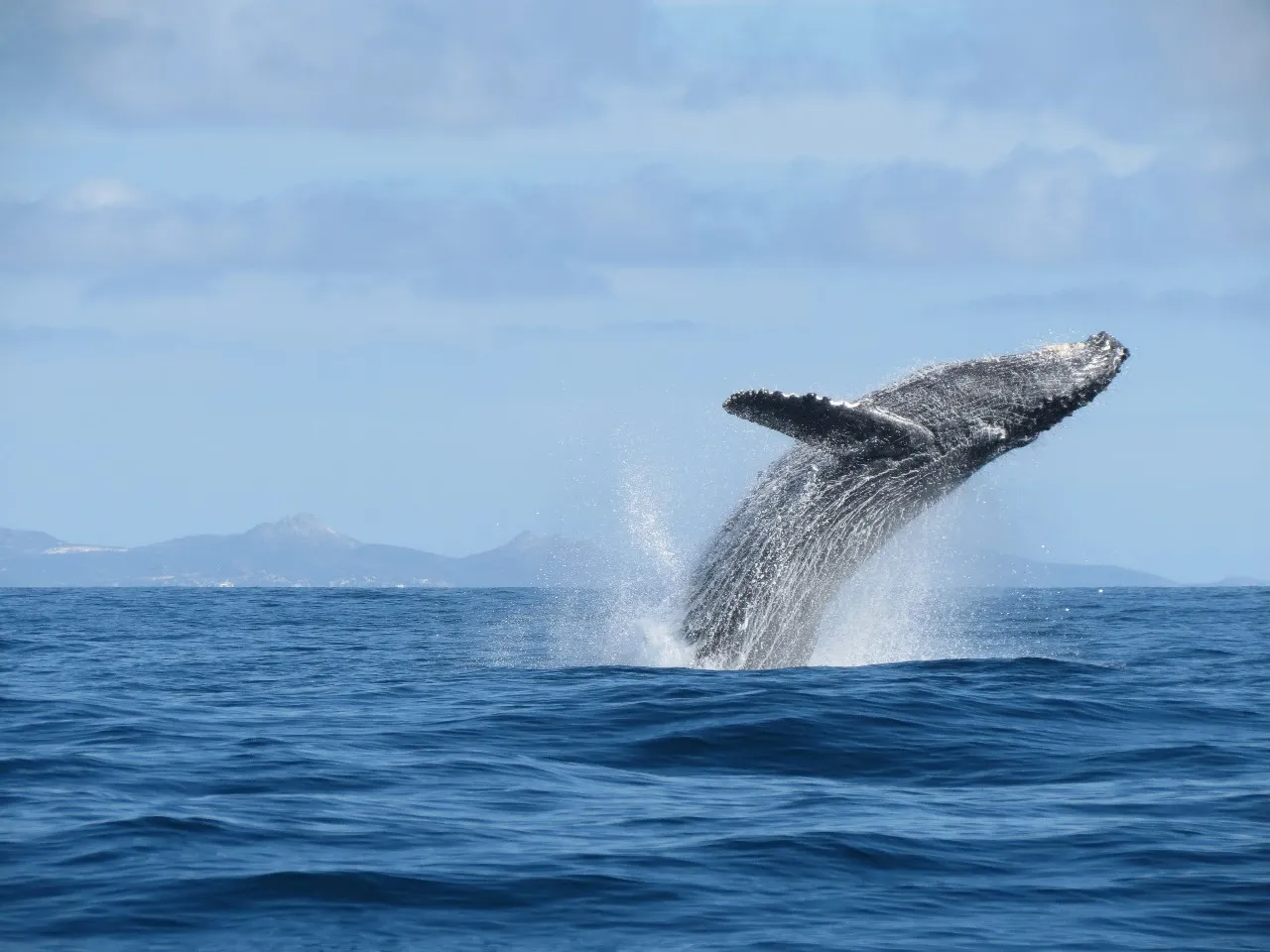 Nota sobre El camino de las ballenas