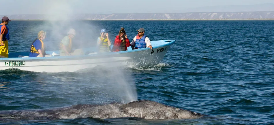 Nota sobre El camino de las ballenas