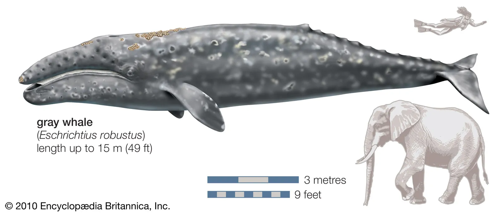 Nota sobre Ballena Gris