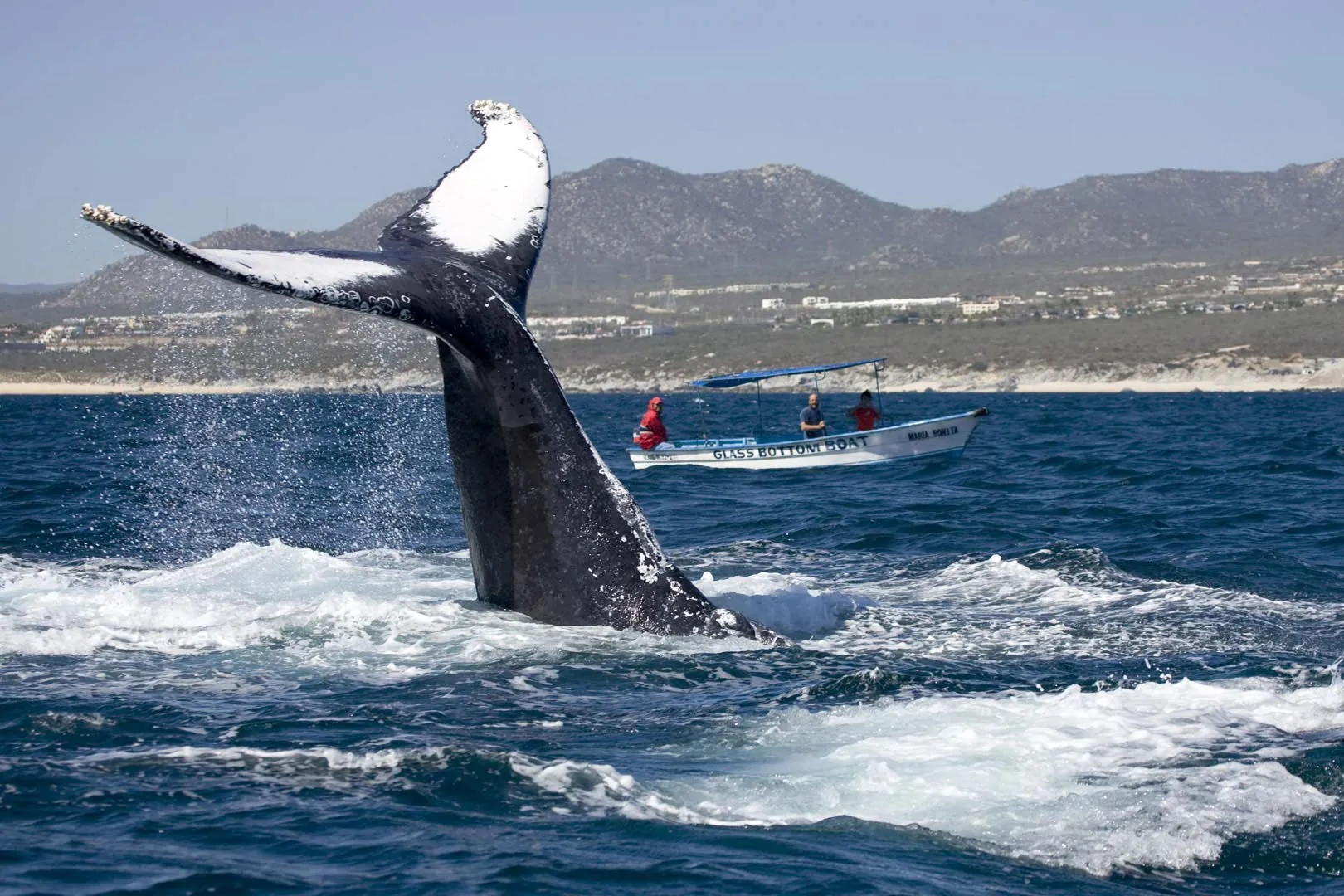 Nota sobre Reserva de la Biosfera El Vizcaíno, Baja California 