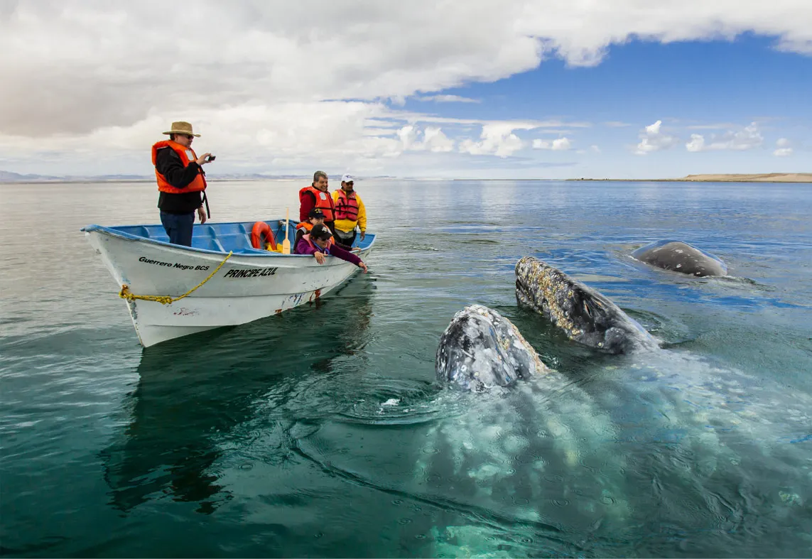 Nota sobre Reserva de la Biosfera El Vizcaíno, Baja California 