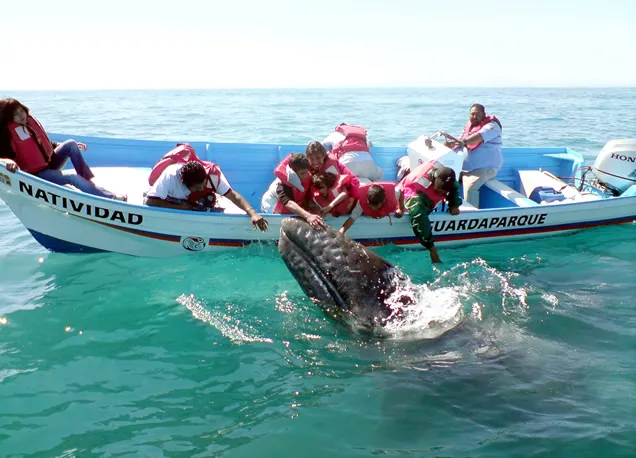 Nota sobre Ballenas que buscan La Paz