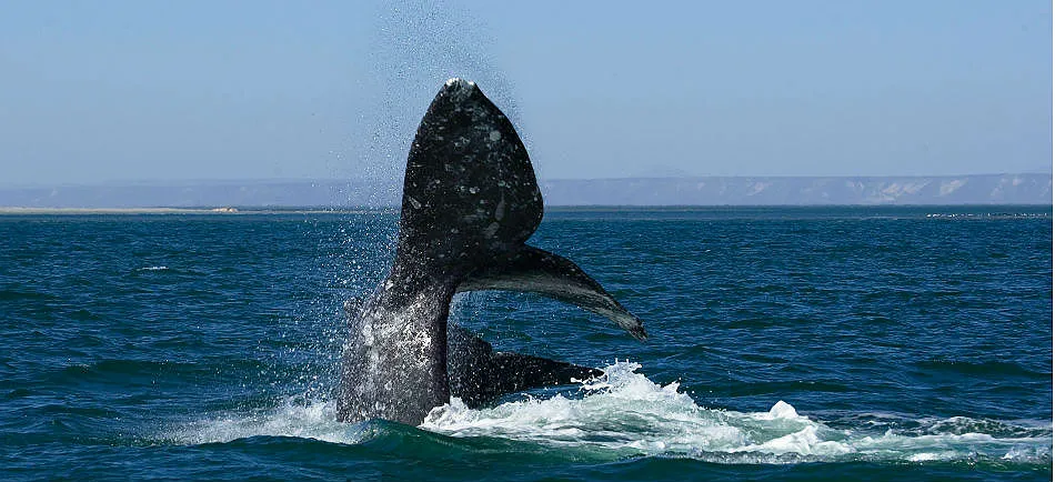 Nota sobre Ballenas que buscan La Paz