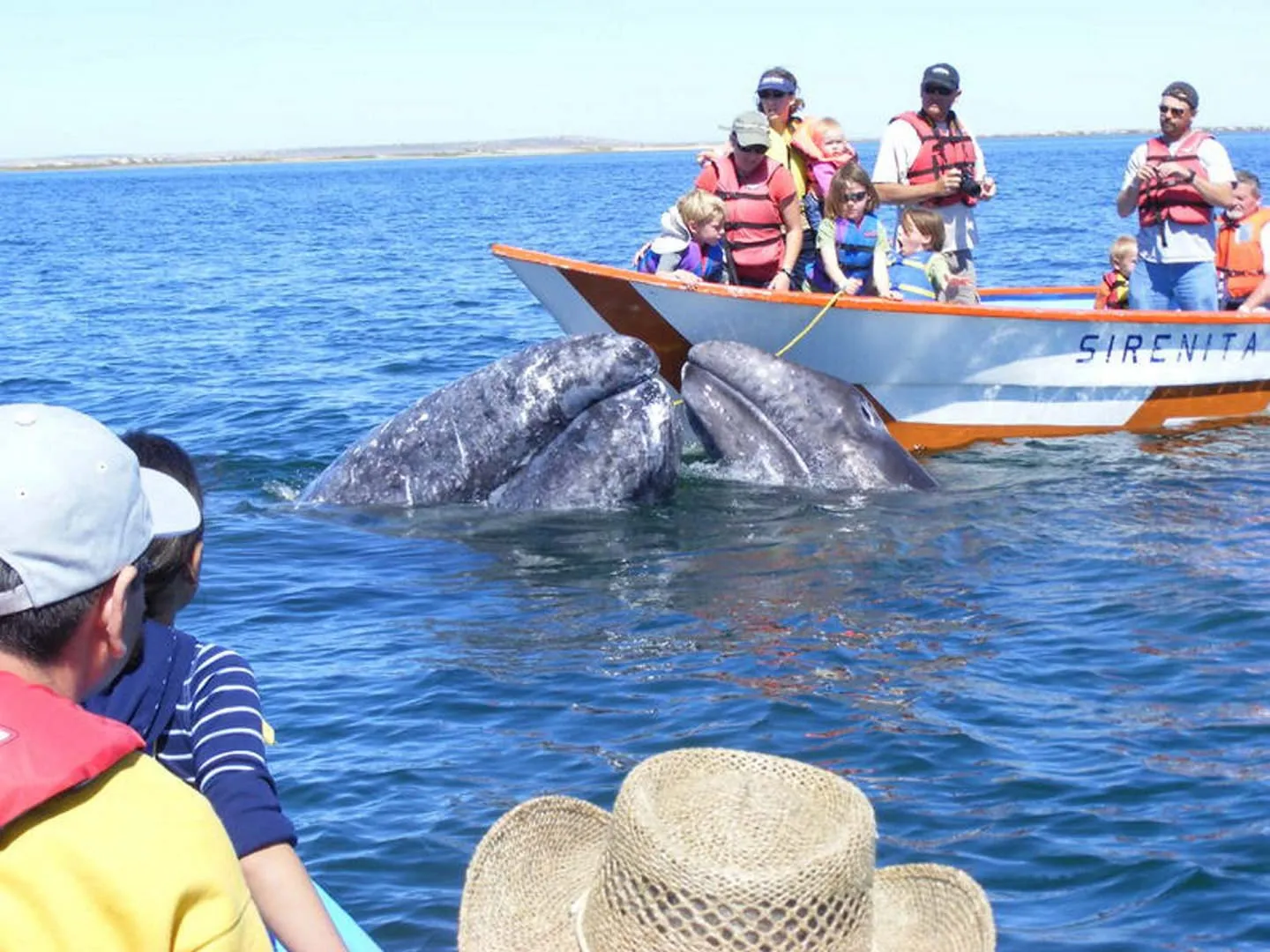 Nota sobre Ballenas que buscan La Paz