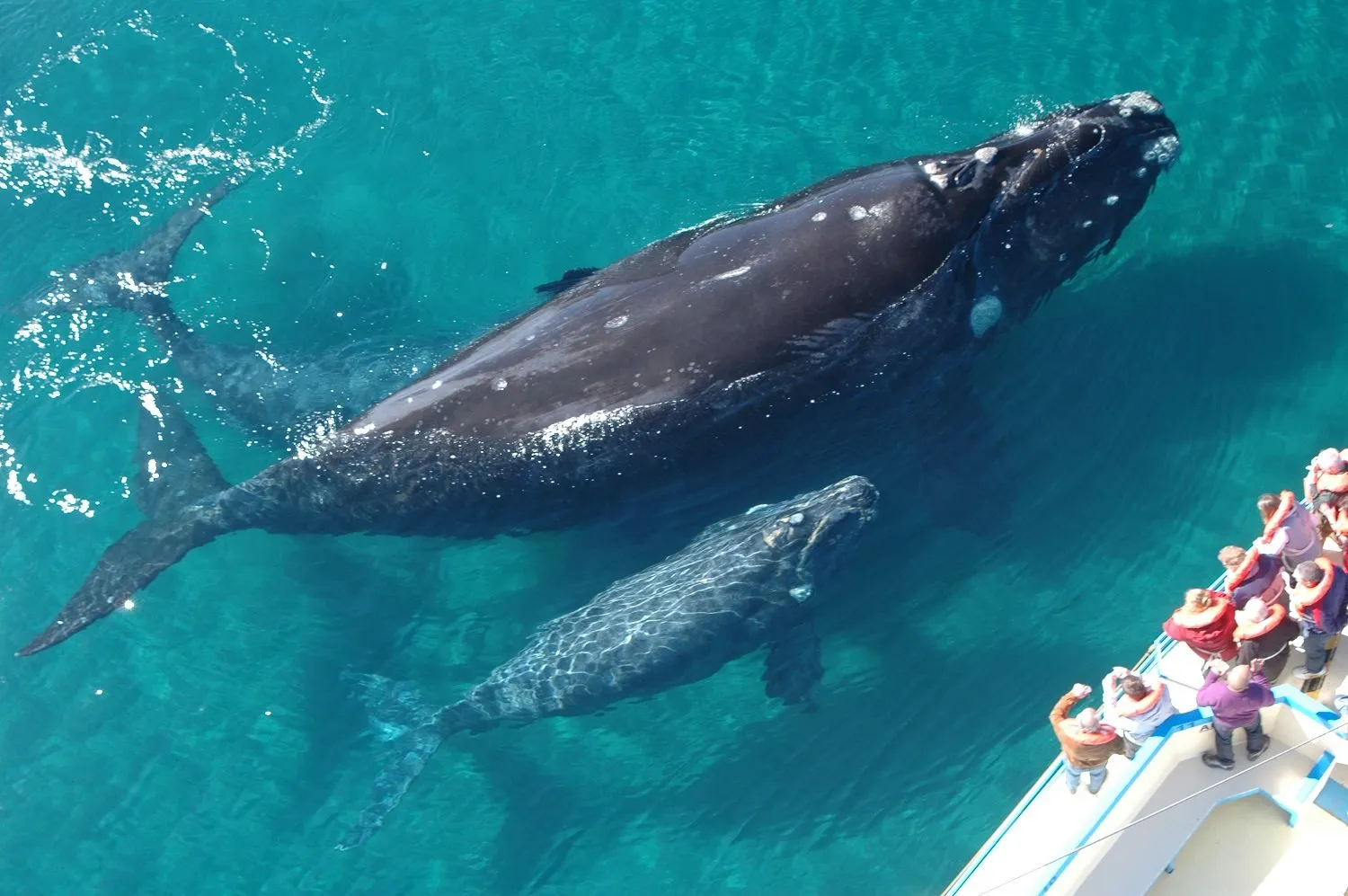 Nota sobre Migración de la ballena gris