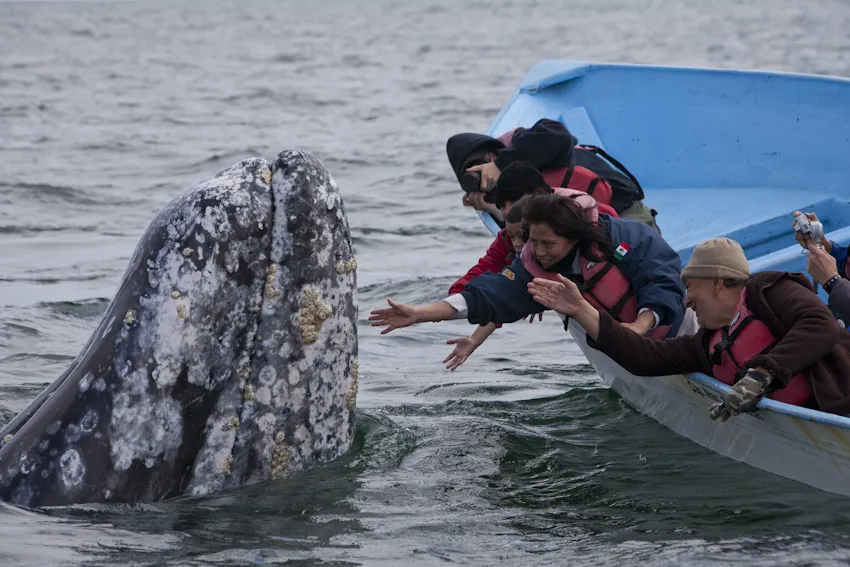 Nota sobre Ballena gris, gigante del mar