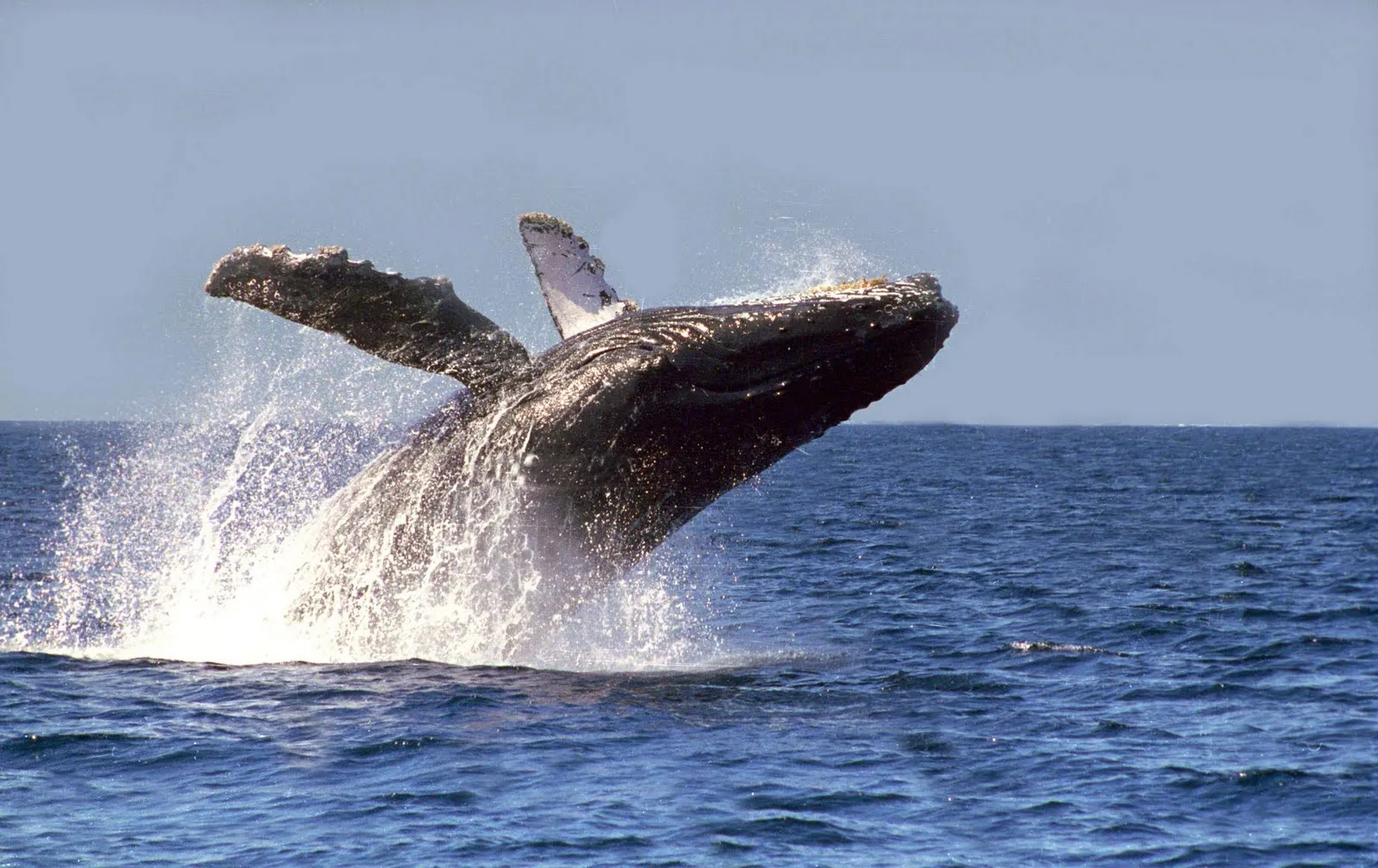 Nota sobre Ballena Gris, Baja California Sur