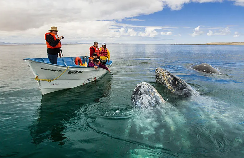 Nota sobre Ballena gris, gigante del mar