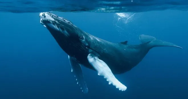 Nota sobre Avistamiento de la Ballena Gris, Ensenada Baja California