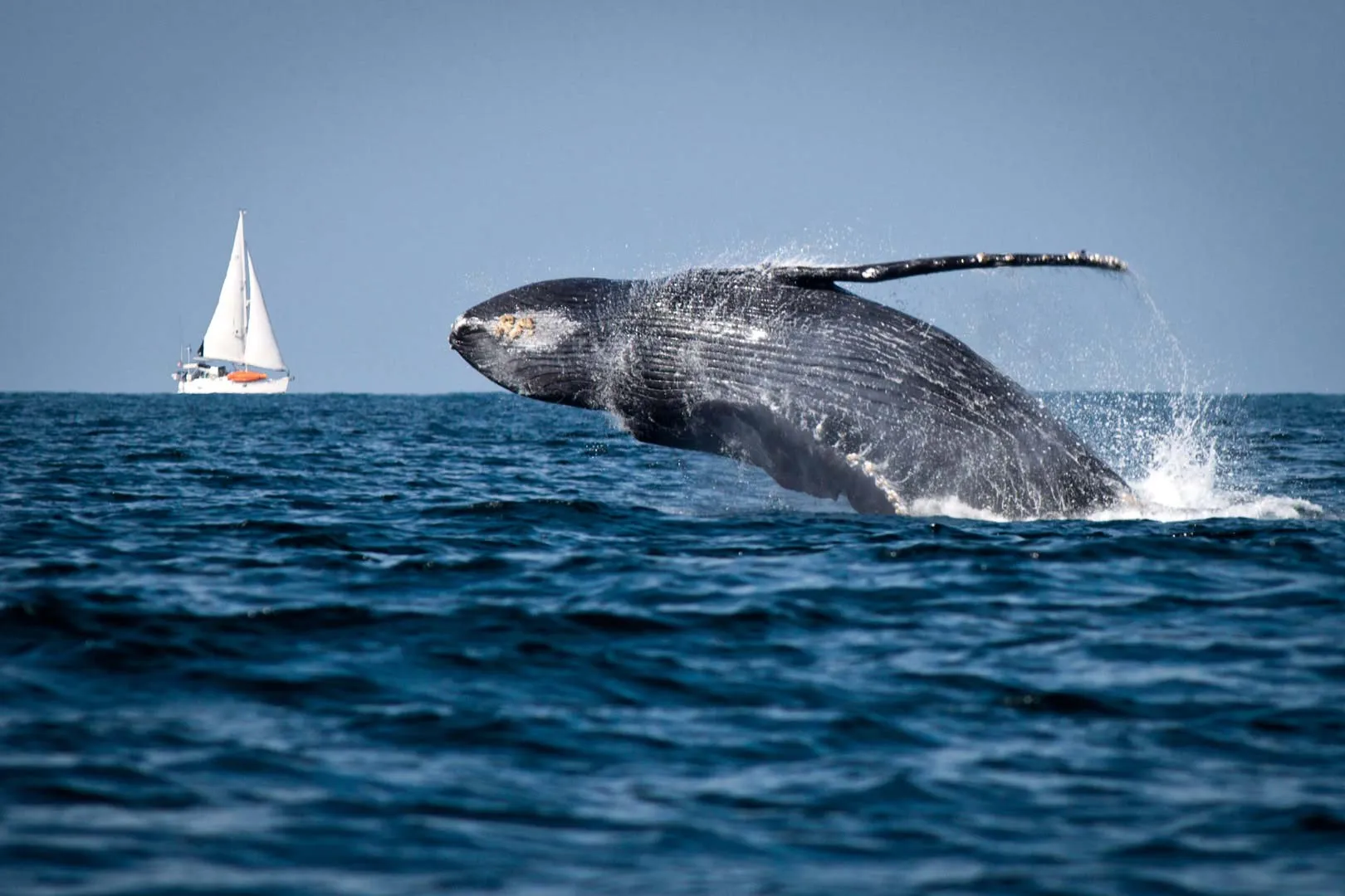 Nota sobre Migración de la ballena jorobada